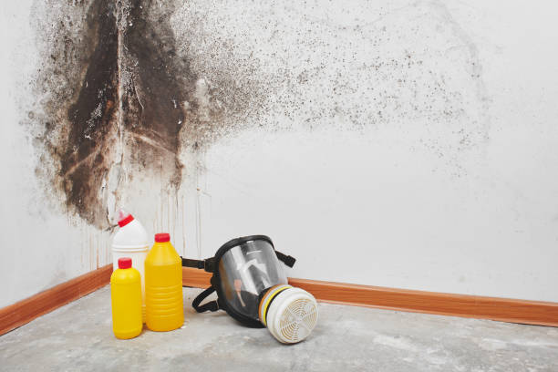 Best Fast Mold Removal  in Rancho Tehama Reserve, CA