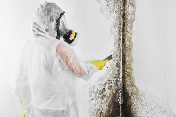 Best Attic Mold Removal  in Rancho Tehama Reserve, CA