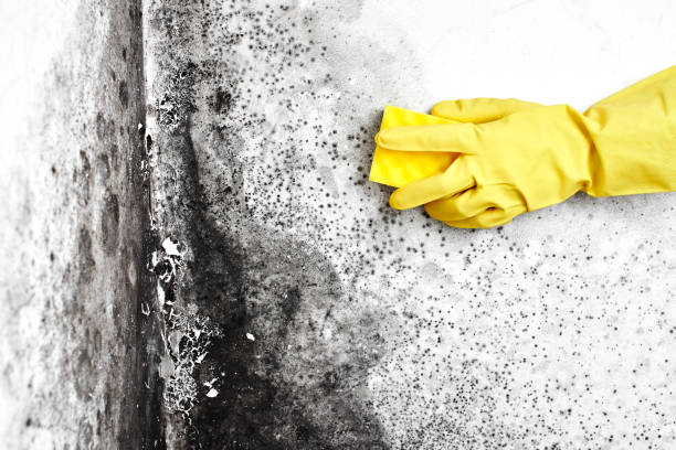 Best Residential Mold Removal  in Rancho Tehama Reserve, CA