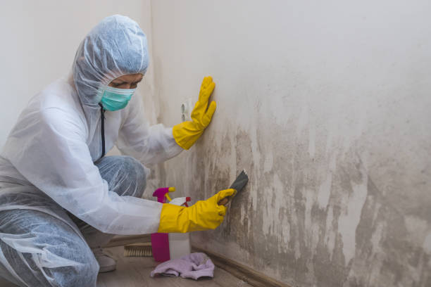 Best Mold Removal Company Near Me  in Rancho Tehama Reserve, CA