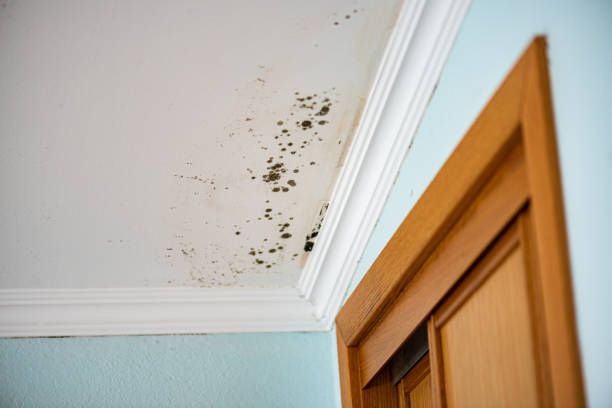 Best Water Damage Restoration  in Rancho Tehama Reserve, CA