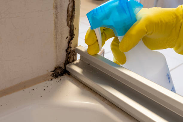 Best Affordable Mold Removal  in Rancho Tehama Reserve, CA