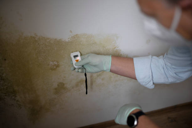 Best Certified Mold Removal  in Rancho Tehama Reserve, CA