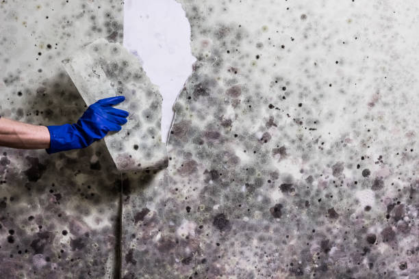 Best Same-Day Mold Removal  in Rancho Tehama Reserve, CA